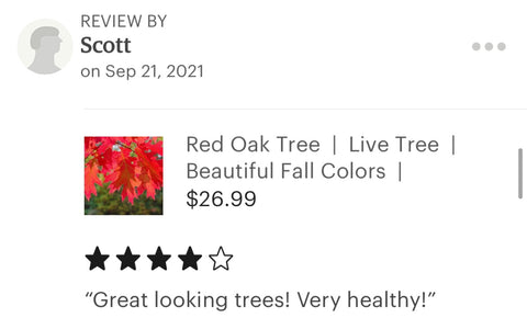 Red oak tree