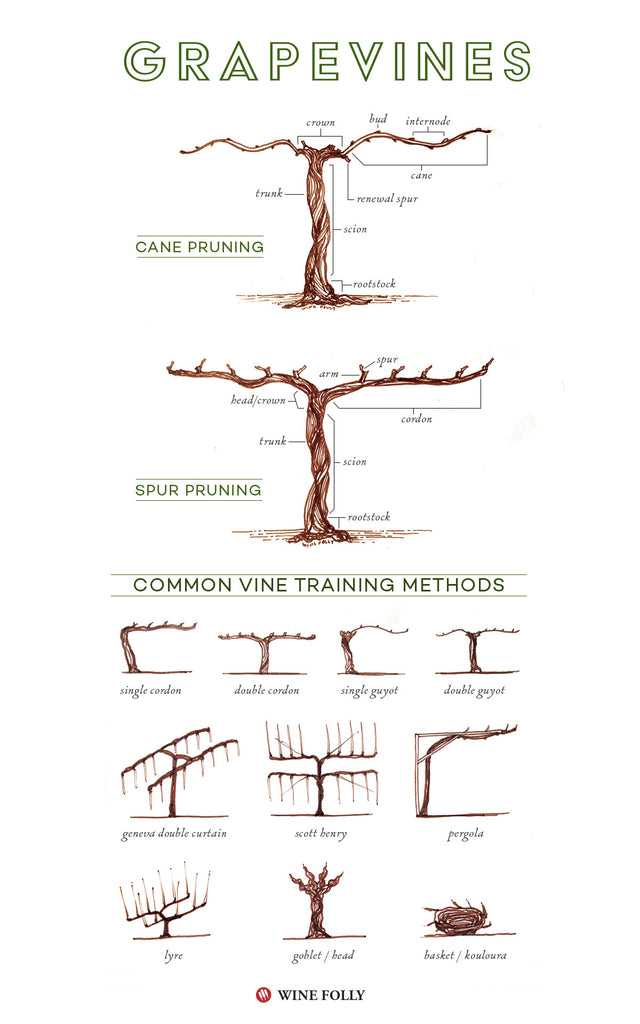 Grape vine pruning 