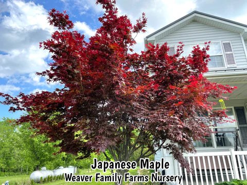 emperor Japanese maple tree Weaver Family Farms Nursery - Daxon Weaver