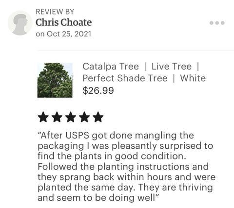 Catalpa tree