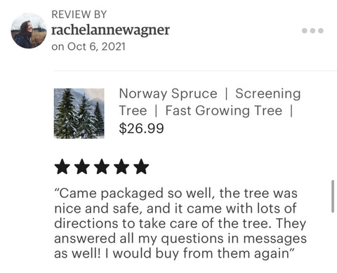 Norway spruce tree 