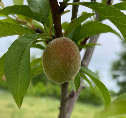 Baby peach growing on peach tree