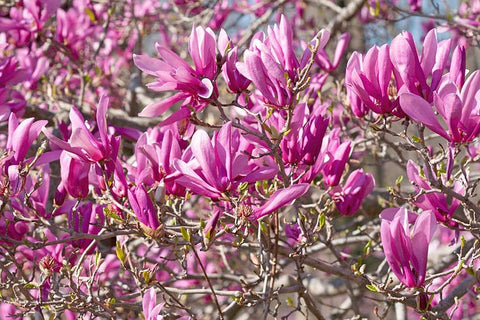 Magnolia for sale