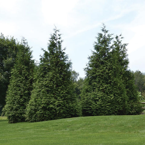 green giant arborvitae for sale