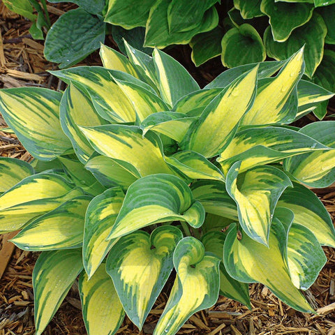 adult june hosta