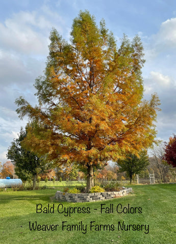 Bald cypress fall colors