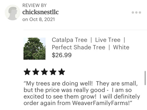 Catalpa tree for sale