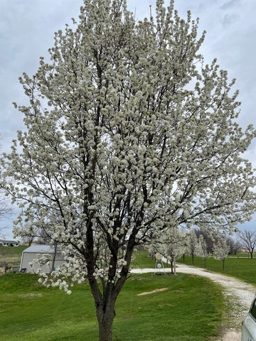 Bradford pear in the spring flowers