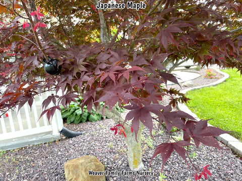 red/purple japanese maple tree