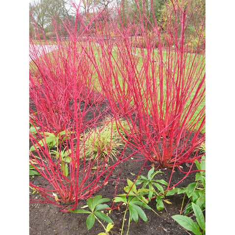 Red twig dogwood for sale