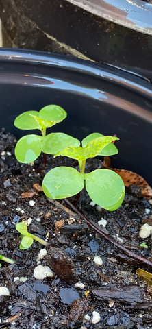 Catalpa tree seedling identification