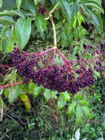 Elderberry tree plant for sale