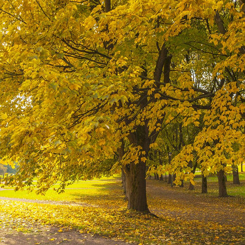 silver maple tree in the fall