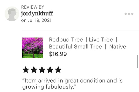 Redbud tree reviews