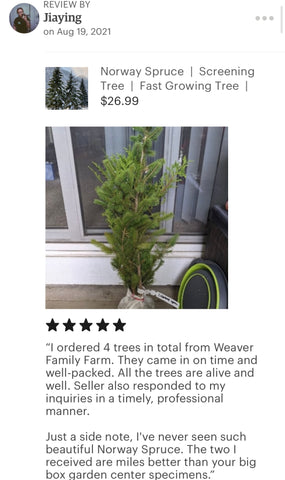 Norway spruce weaver family farms nursery review