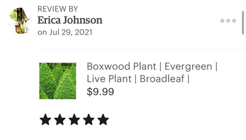 Boxwood shrub ratings