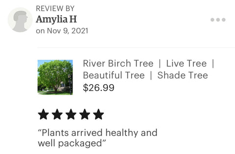 River birch tree