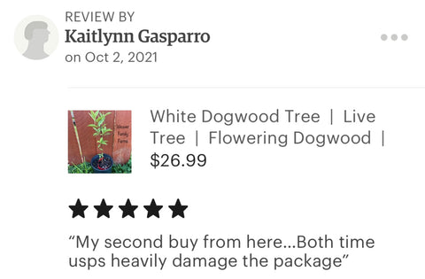 White dogwood trees
