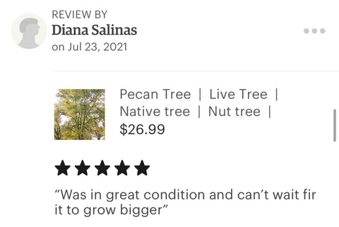 Pecan tree rating reviews