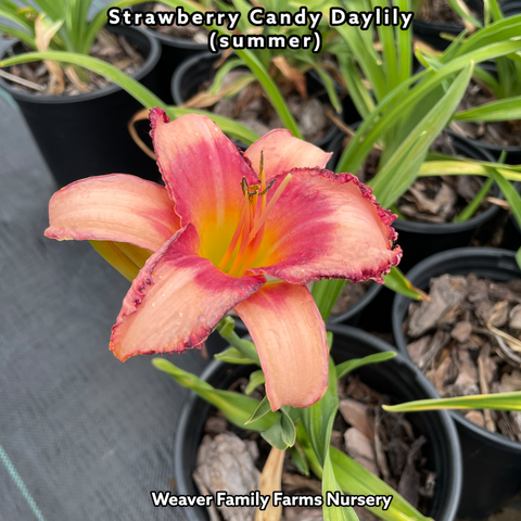 Pink Daylily strawberry candy