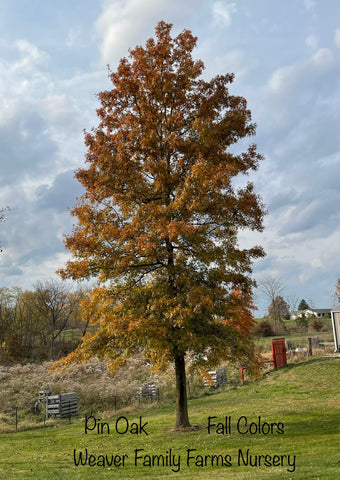Pin oak tree in fall color