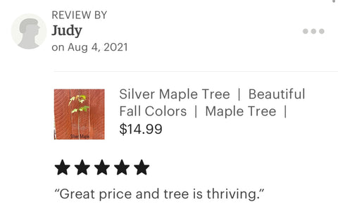 Silver maple tree reviews
