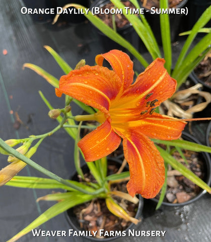 Original orange Daylily blooming