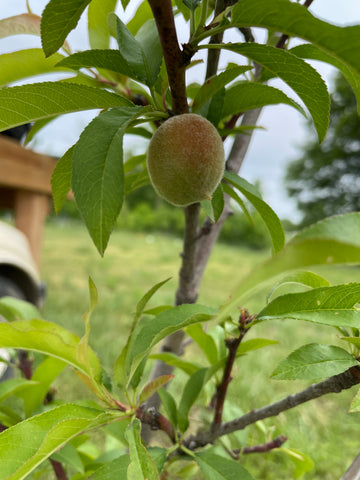 Little peach on peach tree