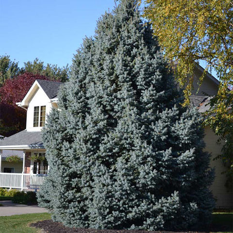 Colorado blue spruce for sale