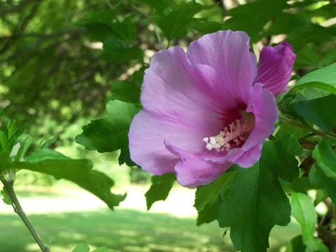 Rose of Sharon for sale