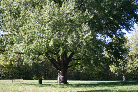 Silver maple tree