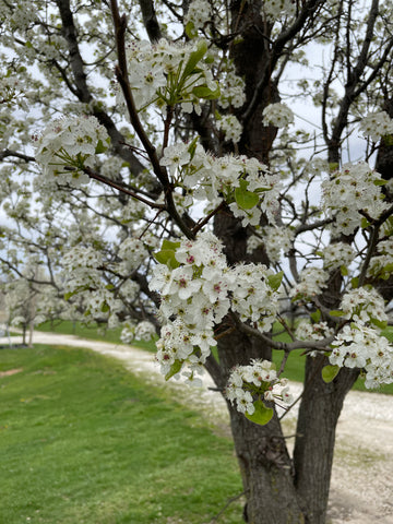 Bradford pear tree in spring flowers