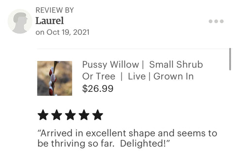 Pussy Willow tree