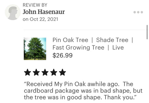 Pin oak tree