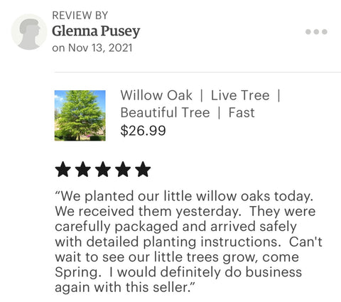 Willow oak tree