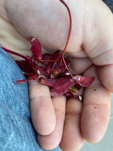 Red Japanese maple seeds