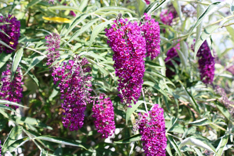 Butterfly bush for sale lilac 