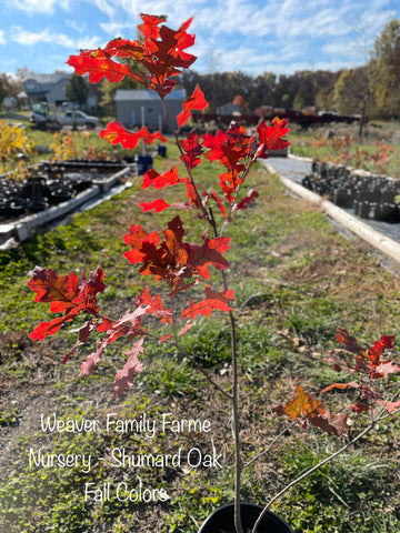 Shumard oak red fall colors