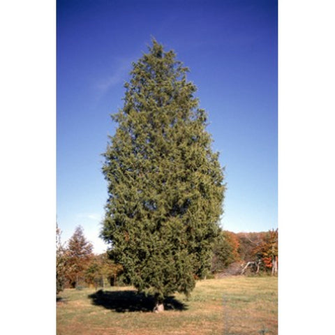 Eastern red cedar for sale