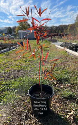 Willow oak in fall red color