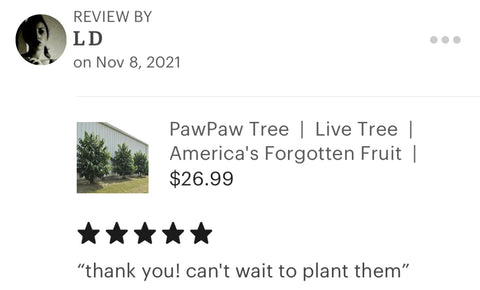 Pawpaw tree review