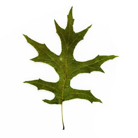 Pin oak tree leaf 