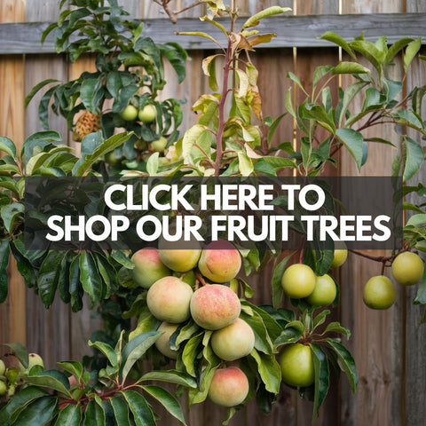 shop our fruit trees and plants