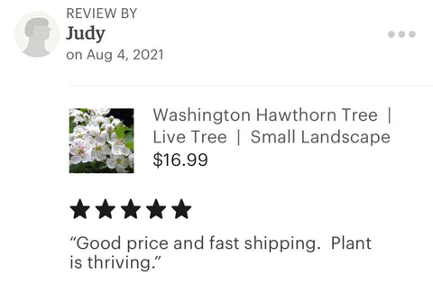 Hawthorn tree reviews