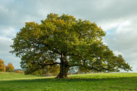 full grown shade tree