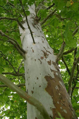 sycamore tree