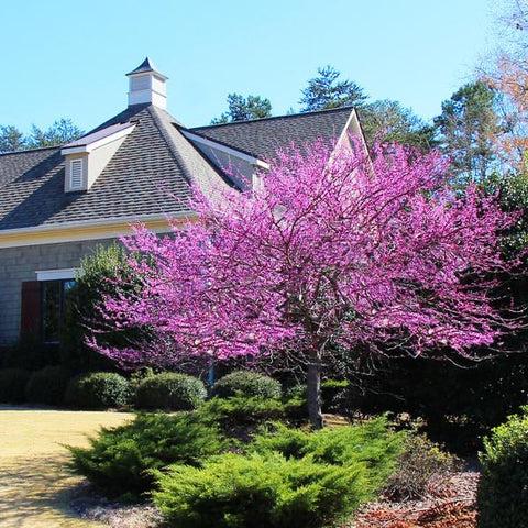 redbud tree zone 9