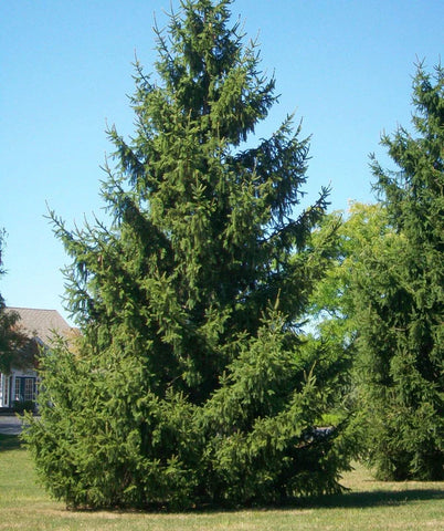 norway spruce tree zone 9