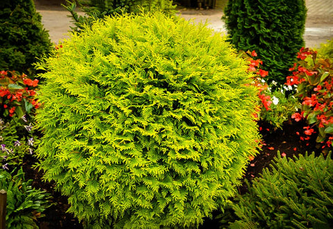 The Magic of Dwarf Evergreens in Landscaping