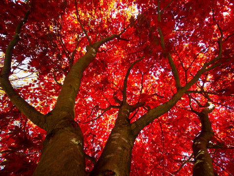 red maple shade tree